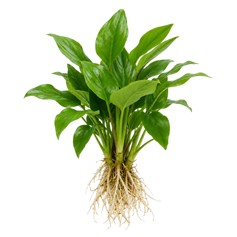 Plants