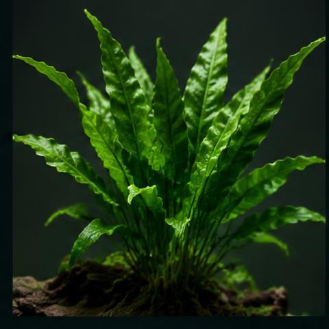 Java Fern Trident sample product photograph