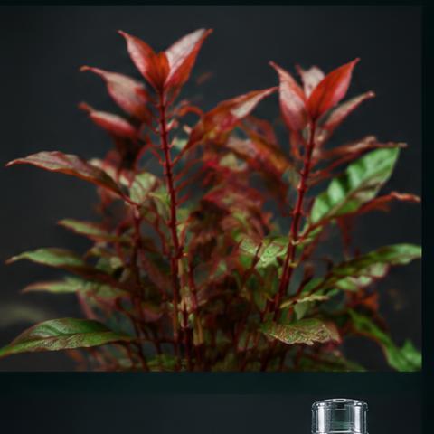 Red Stem Plant Bundle sample product photograph